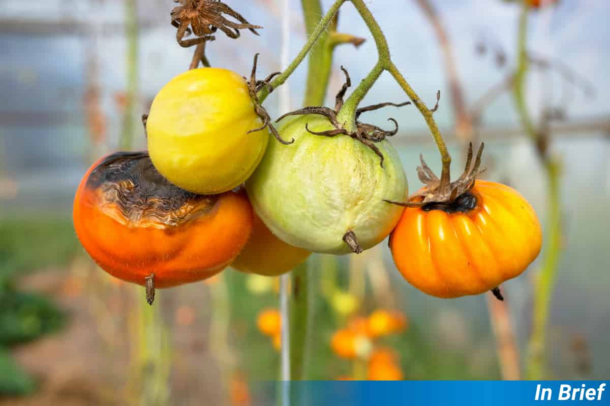 Plant Disease Detectives Find Huge Diversity of Tree Pathogens in Portugal