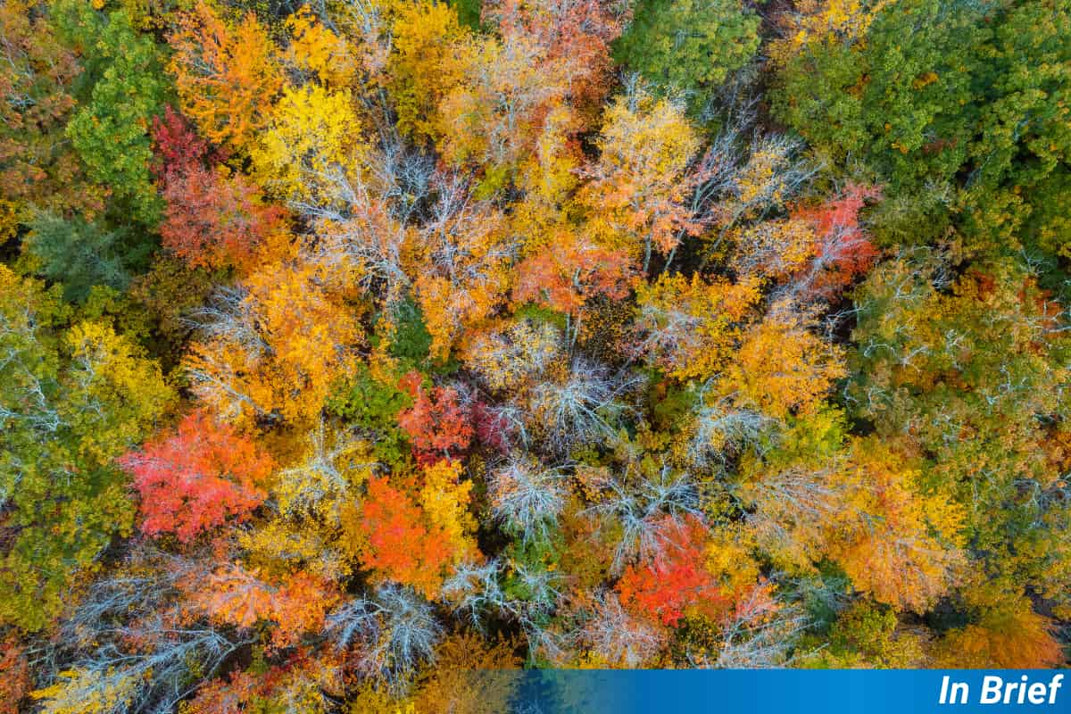 The Colour of Your Autumn Forest Depends on How Bosky It Is