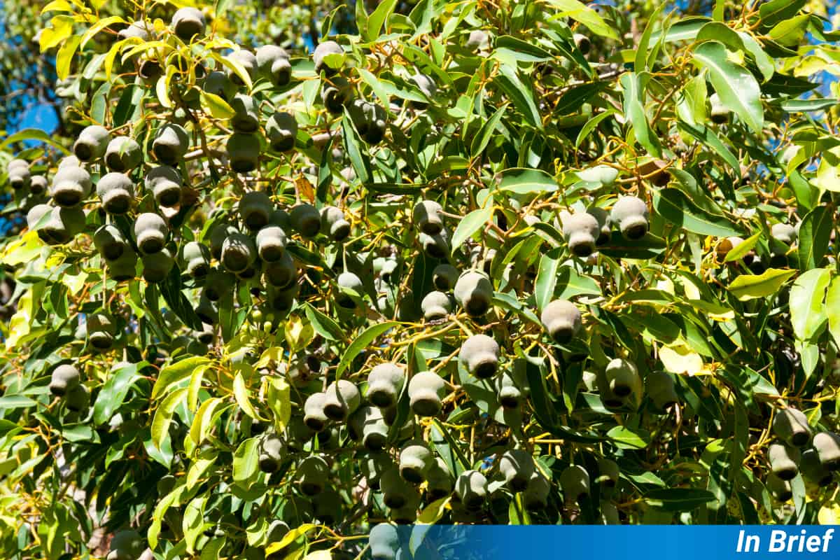 Giant Marri Trees Are Secret Saviours of Western Australia’s Native Bees