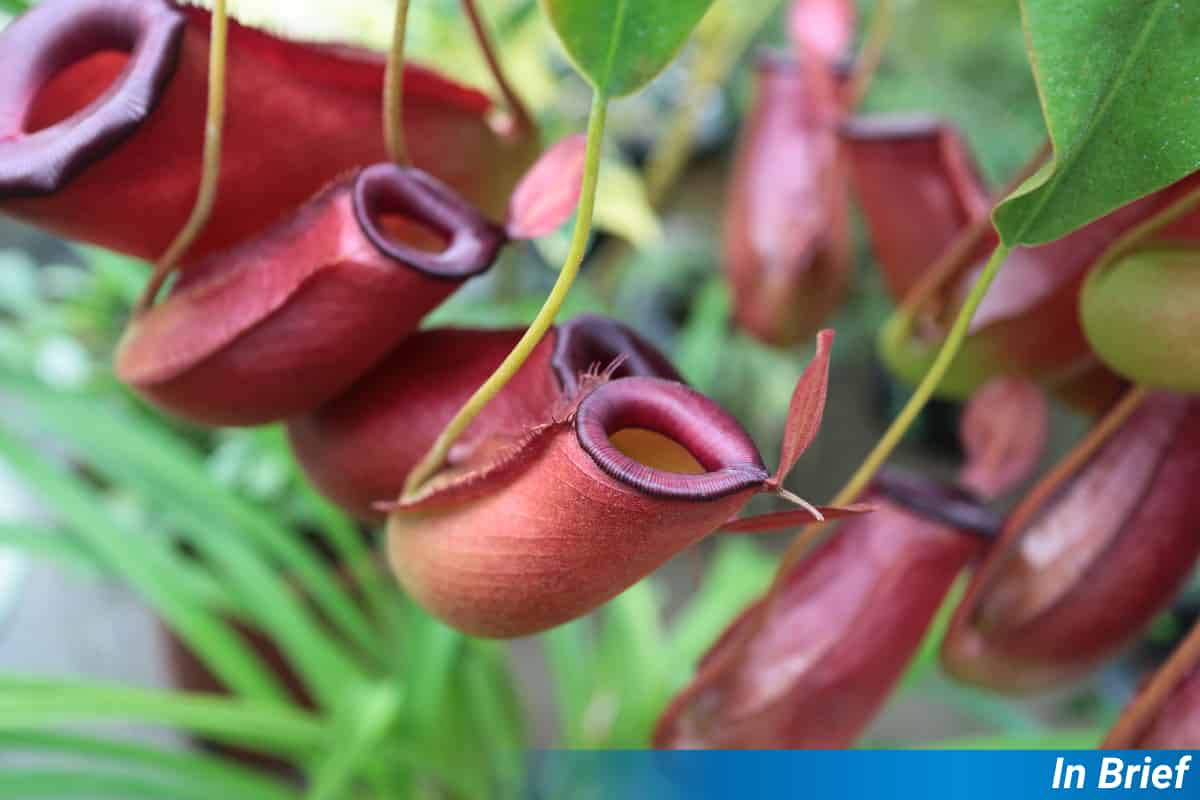 How Pitcher Plants build a Slippery Surface