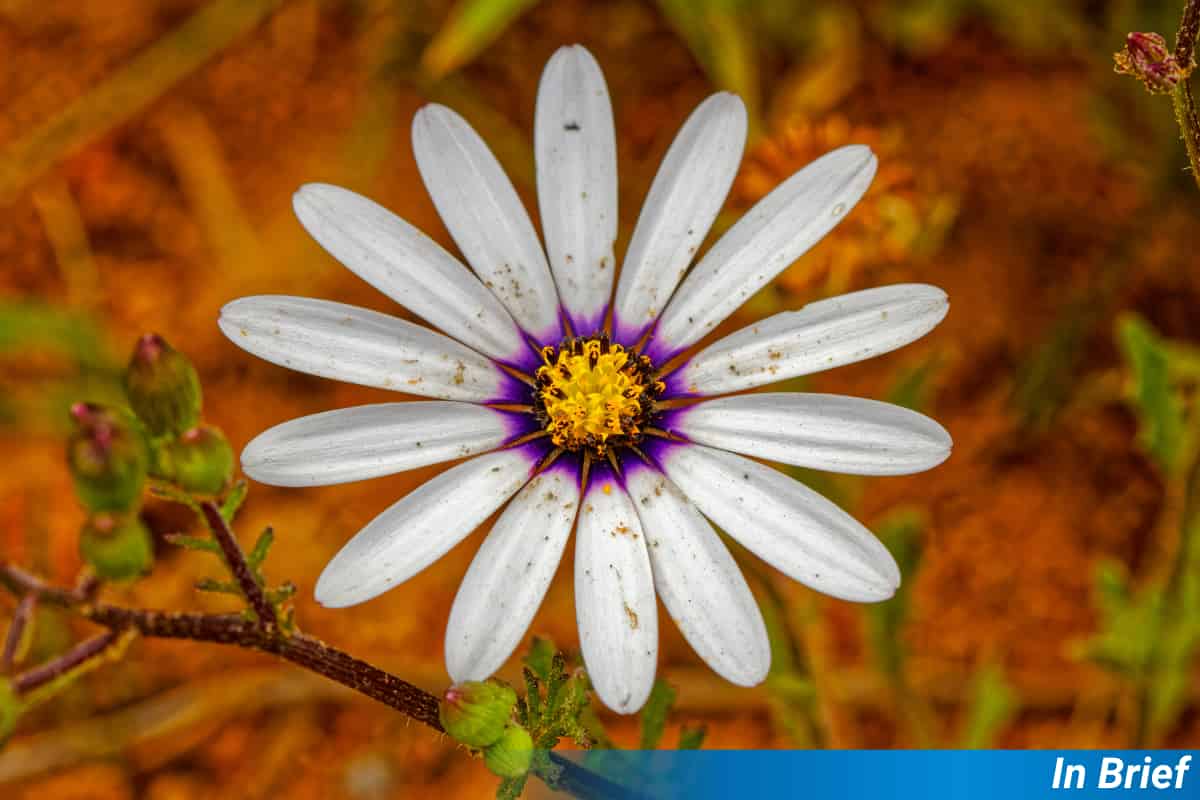 Renosterveld Rises From the Ashes With Surprising Diversity