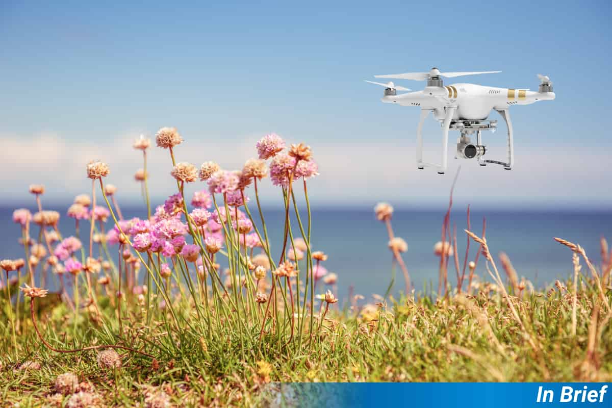 Drones and AI Team Up to Count Wildflowers