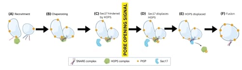 A schematic diagram showing 6 stages of plant vacuole fusion. Prior to the poor opening signal stage 1, recruitment, and stage 2, chaperoning, occur as per the previous diagram. Stage 3 shows HOPS prevents fusion activity by hindering the access of Sec17. Stage 4 occurs after the pore opening signal is given. Sec17 reduces binding affinity between HOPS and trans-SNARE. Stage 5 is HOPS is displaced. The final stage is fusion of the vacuole membranes by the trans-SNARE.