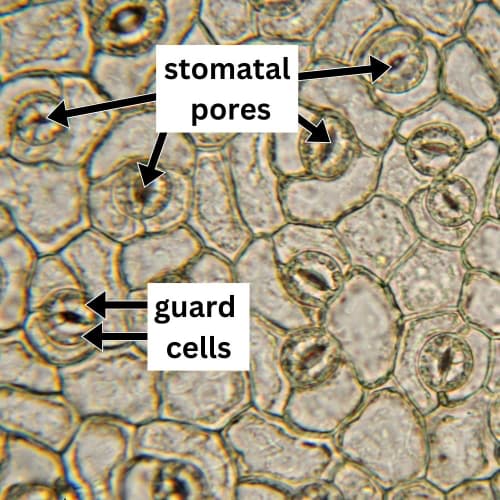 An image of cells on the surface of the leaf with the stomatal pores highlighted, as well as the guard cells either side of the openings.