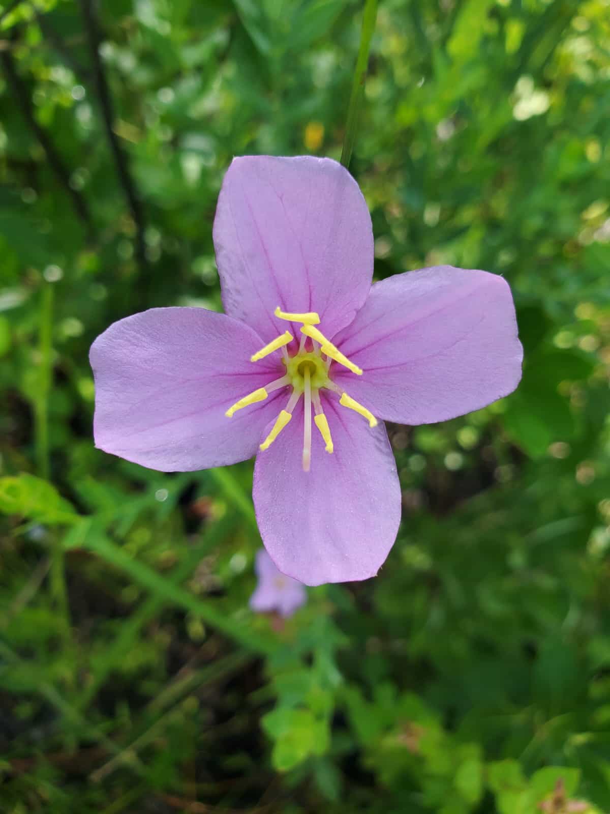 A beautiful flower with four pastel purple petals and eight bright yellow stamens