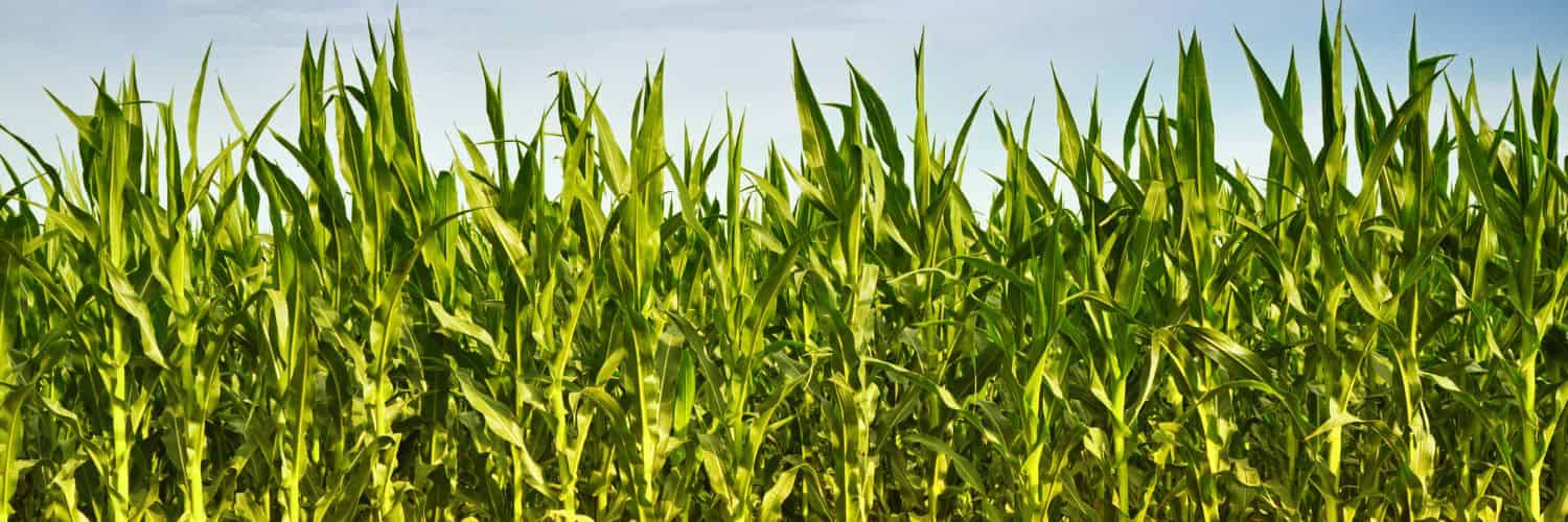 Exploring the Impact of Plant Traits on Nitrogen Use Efficiency in Maize