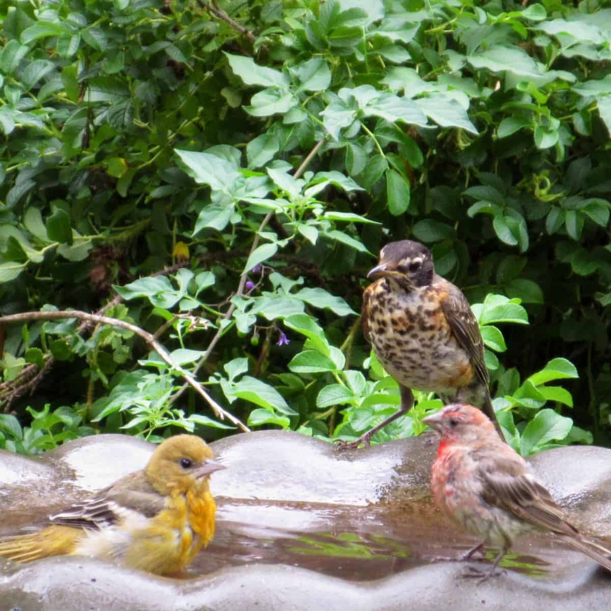 Three birds that I won't pretend I recognise sit in or around a birdbath.