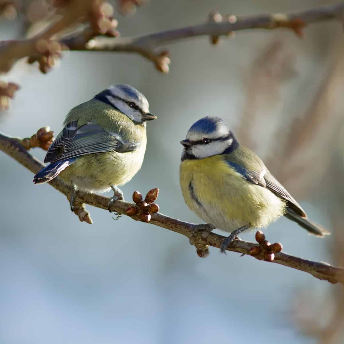 7 Ways to Transform Your Garden into a Bird Paradise (According to Science!)