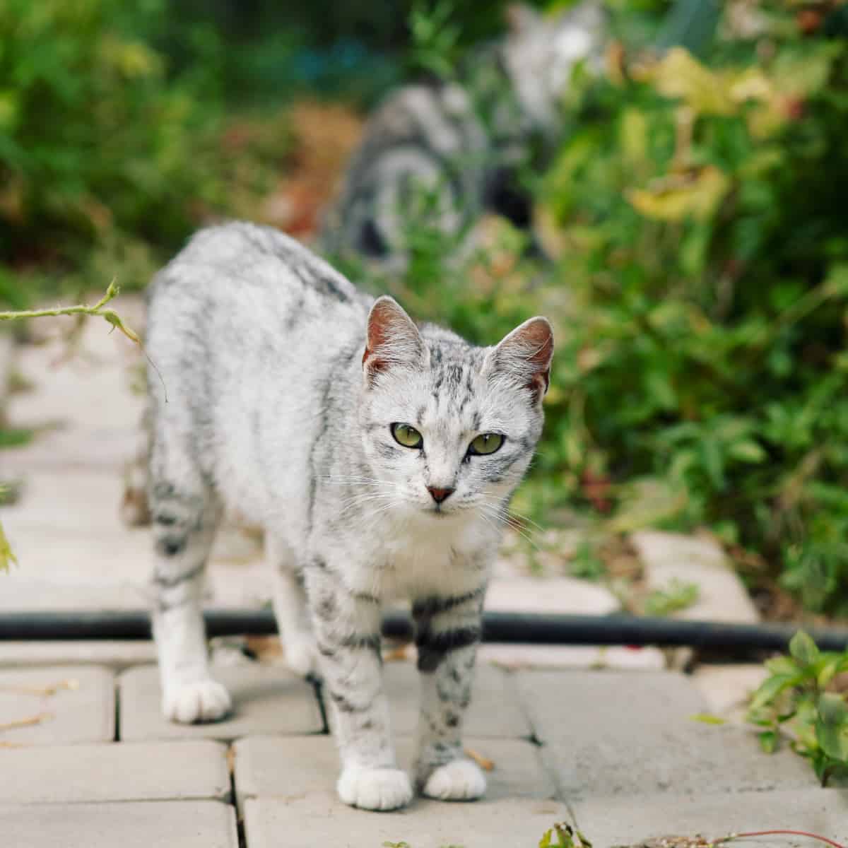 A cat stops mid-prowl on a garden path. Once it has finished posing it will slink off into the undergrowth to mete out cute fluffy death.