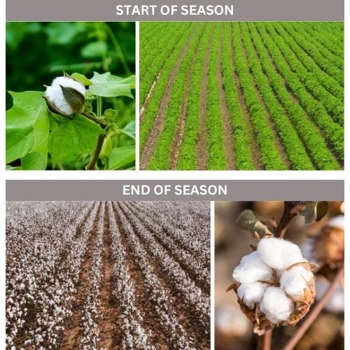 Two images at the top of the figure show a cotton field and boll at the start of the growing season. The leaves are green and the boll is immature and only partially opened. Two images at the bottom of the figure show a cotton field and boll at the end of the growing season. Plants are brown and leafless, and the boll is mature. The boll is open, has a dry appearance, and the cotton fibers are white and fluffy.