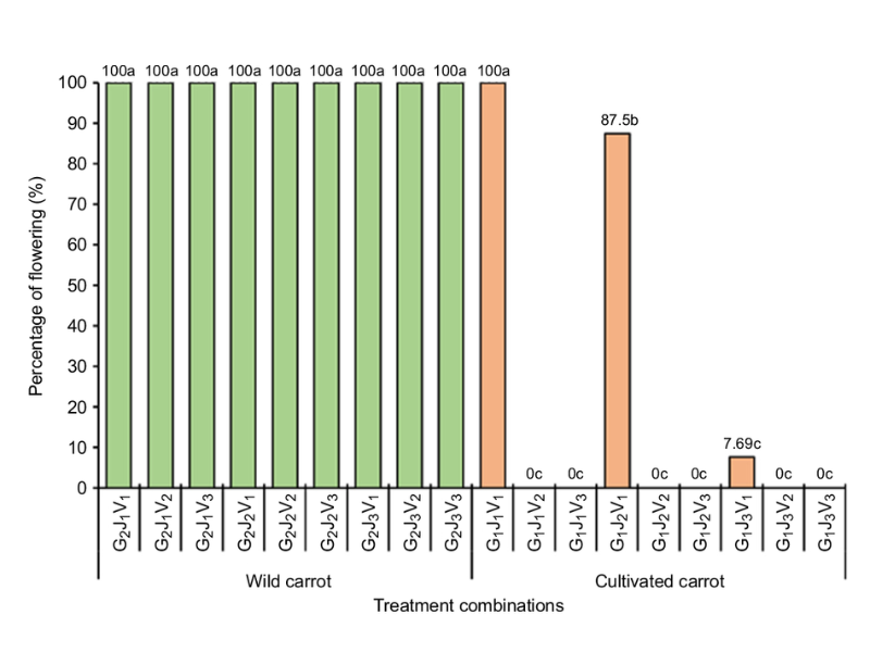 A graph showing the results of treatments. It shows 100% flowering of wild carrots in all cases. It also shows 100% flowering for mature carrots with 12 weeks vernalisation and 87.5% flowering for adolescent carrots with 12 weeks vernalisation. Apart from a small 7.69% success rate for juvenile carrots with 12 weeks vernalisation, the rest of the cultivated carrots show 0% flowering. The visual impression of a a series of solid bars on the wild side of the graph and a couple of bars on the cultivated side, highlighting the stark contrast.