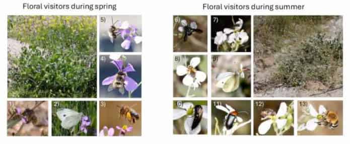 A screen grab from the early access paper, showing the striking difference in colour between the spring and summer flowers.