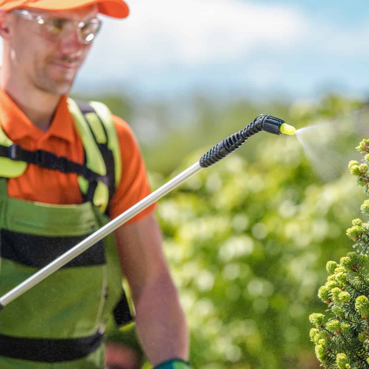 A man sprays a bush with a tool for dispensing pesticide. 