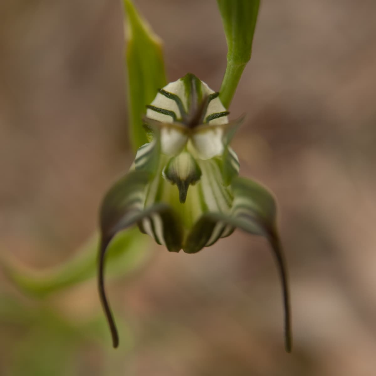The Love Lies and Sweet Rewards of Australian Orchids