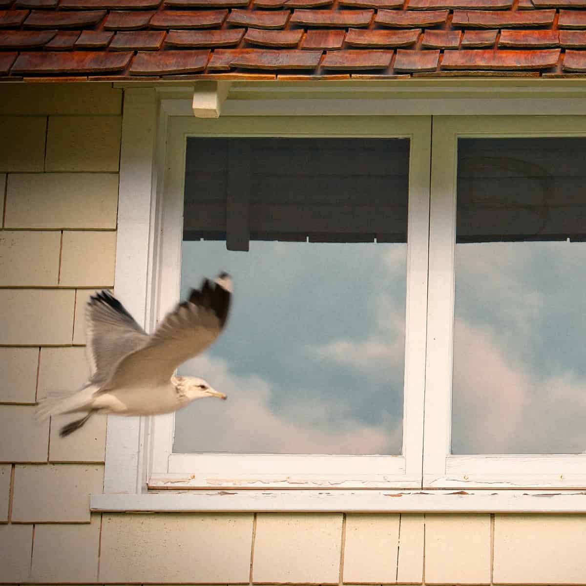 A bird, possibly a gull, flies perilously close to a window that is reflecting the sky.