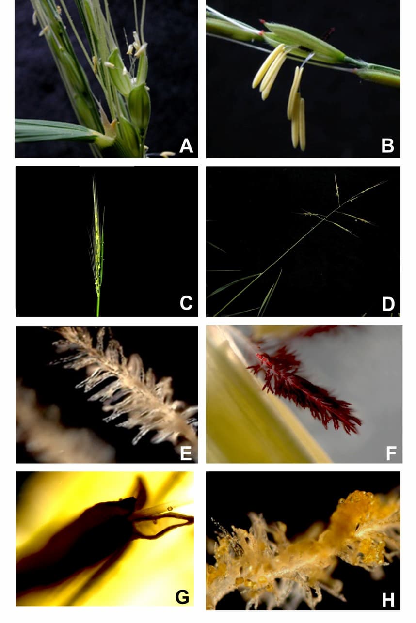 A comparison of Oryza nivara and Oryza rufipogon. See caption for details.