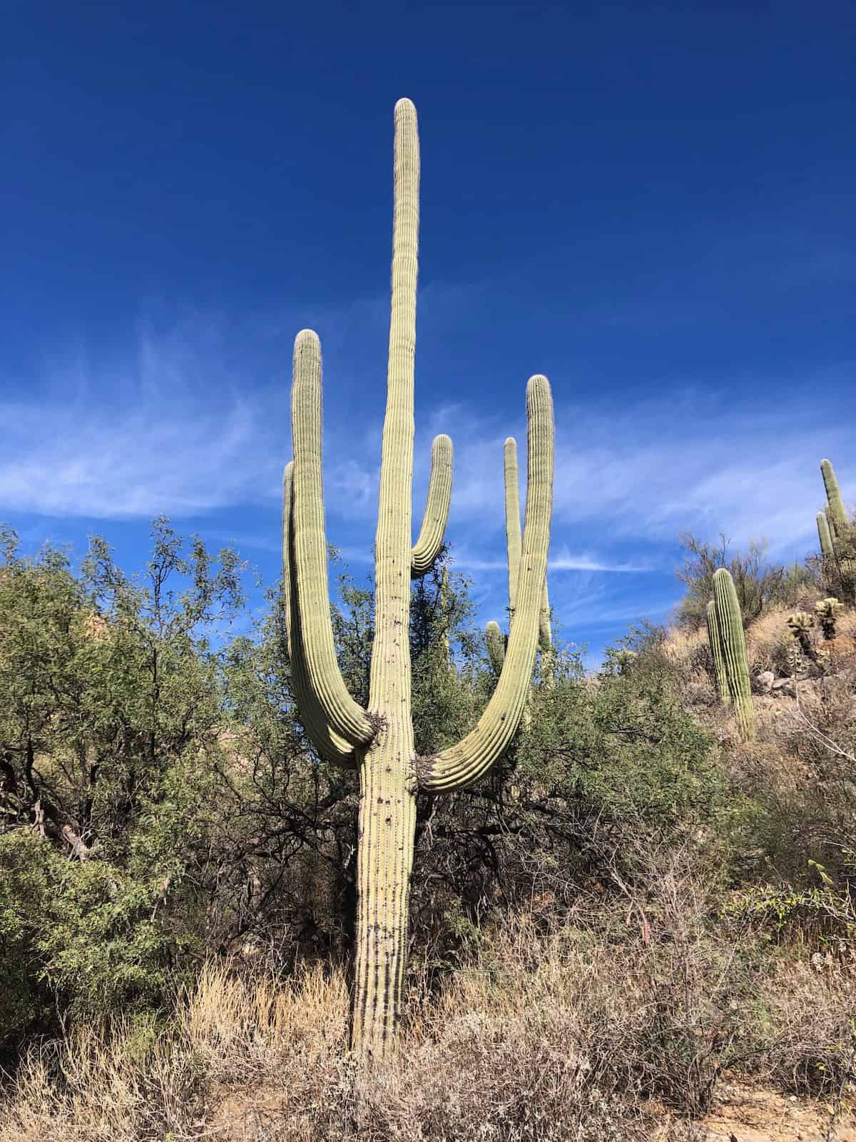 Iconic Saguaros May Struggle to Survive in a Drier Future