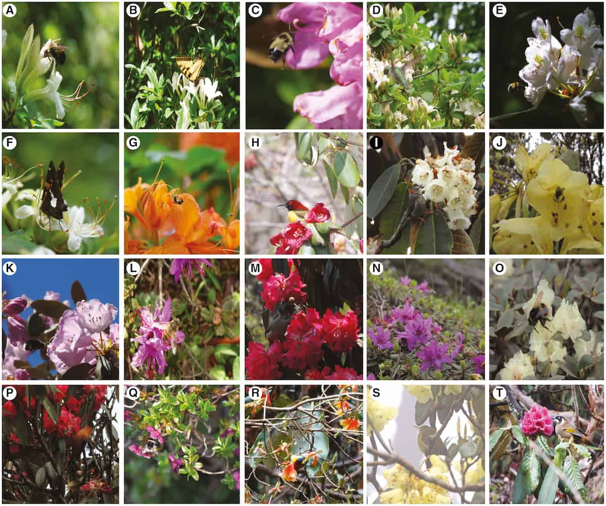 Twenty Rhododendrons and their pollinators. Details in the caption.