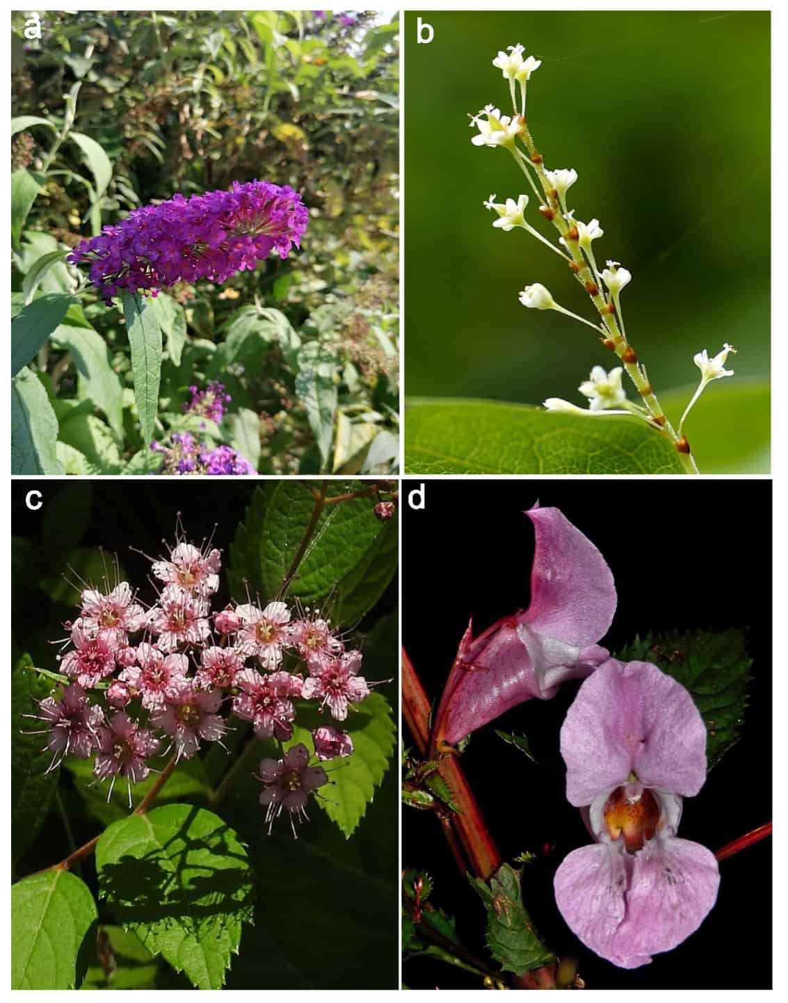 Four different flowering plants photographed in detail, arranged in a grid labeled a through d. Image (a) displays a butterfly bush with a dense purple flower cluster against green foliage. Image (b) shows a delicate stem bearing small white flowers arranged vertically against a blurred green background. Image (c) features a cluster of pale pink flowers with prominent stamens emerging from green leaves. Image (d) presents a close-up of a pink orchid flower photographed against a dark background, showing its distinctive petal structure and form.