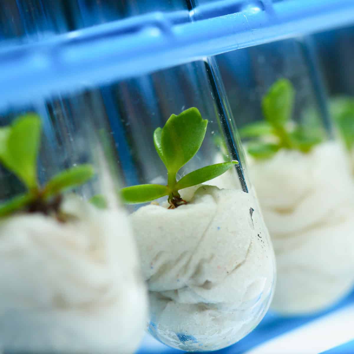 Ready to take the lead at AoB PLANTS?