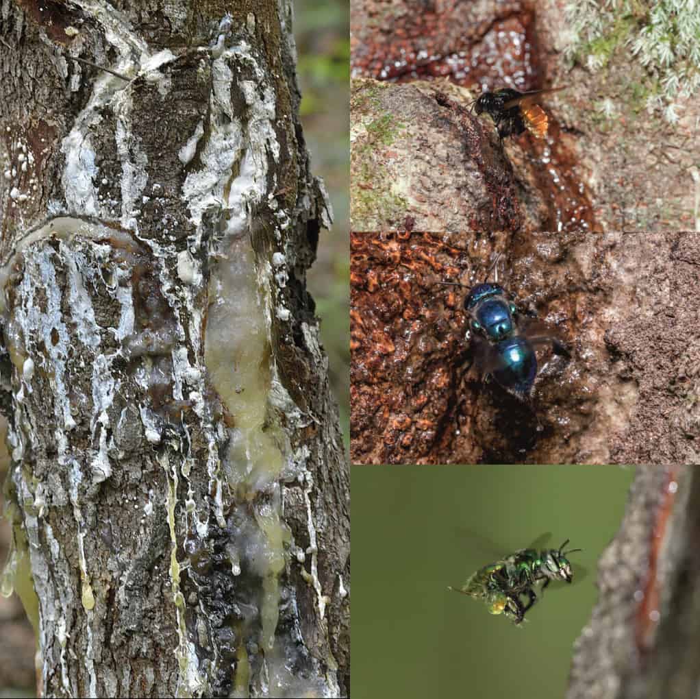 A composite image showing three interconnected aspects of orchid bee nesting behavior. The main image on the left shows tree bark with distinctive white streaking and resin seepage - telltale signs of orchid bee activity. In the upper right, an orchid bee with amber-colored wings is visible entering a tunnel in weathered wood. The lower right shows a metallic blue-green orchid bee in flight, likely carrying pollen. Together, these images illustrate the complex relationship between these native pollinators and woody plant materials, documenting both their nesting habits and their role in ecosystem services. 