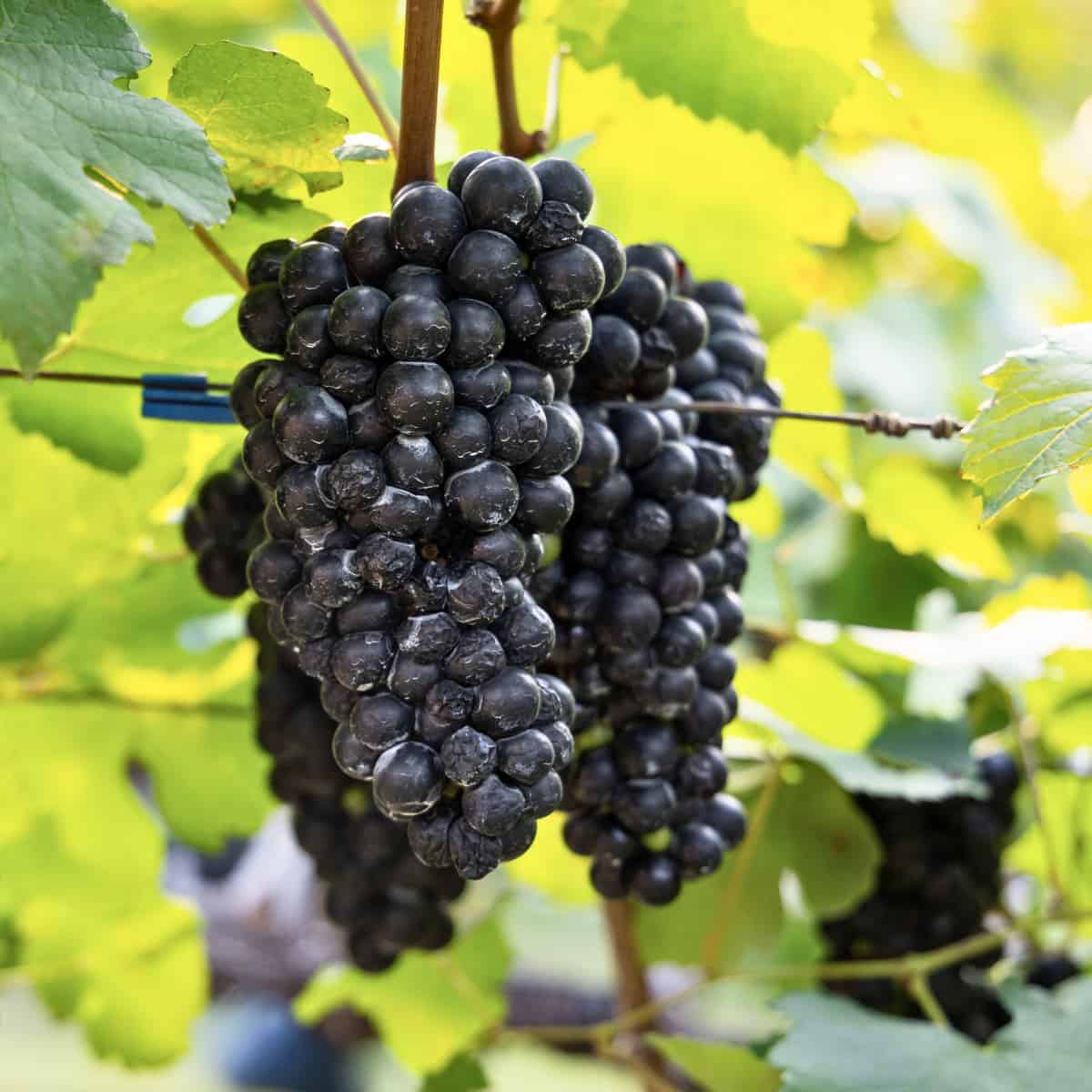Climate Change Gives Grapes the Sweet Taste of Failing Photosynthesis