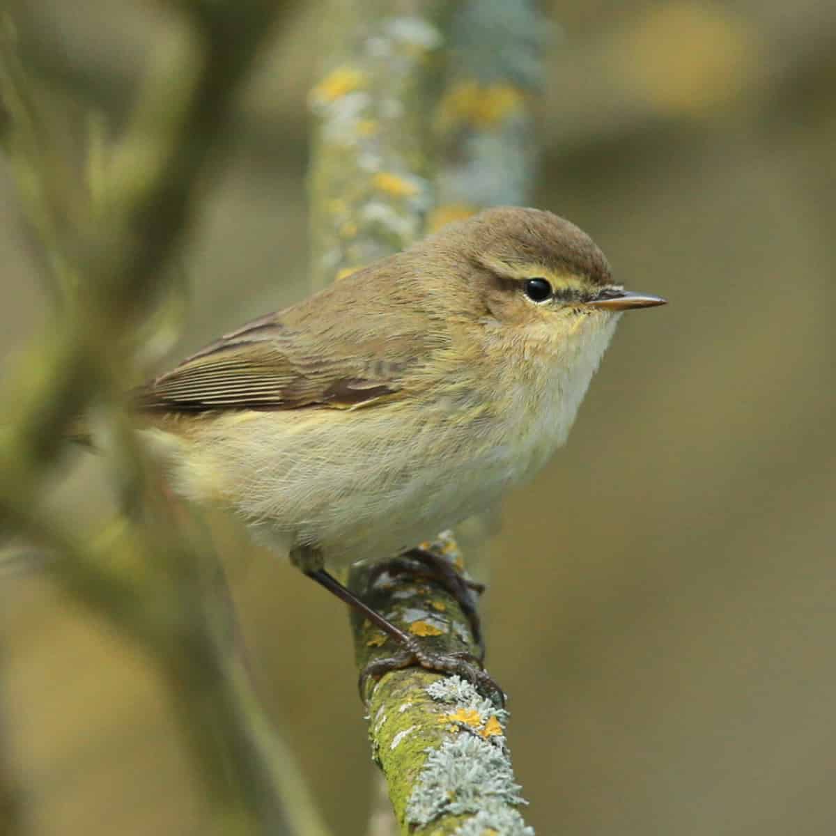The Natural Spies Inside Bird Feathers