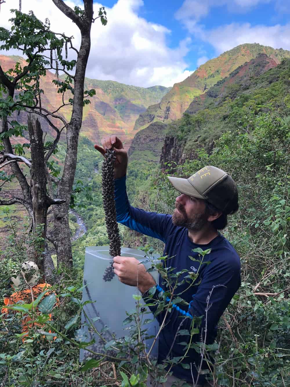 Wolkins examines a raceme, a long dangling collection of flowers, from a tree.