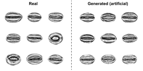Nine images of real stomata are shown on the right, and 9 images of artificial stomata created using StomaGAN are on the left. The two sets of stomata are indistinguishable.