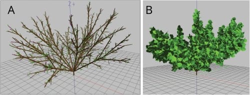 Two images of the same simulated tree. The one on the left is without leaves and on the right is with leaves.
