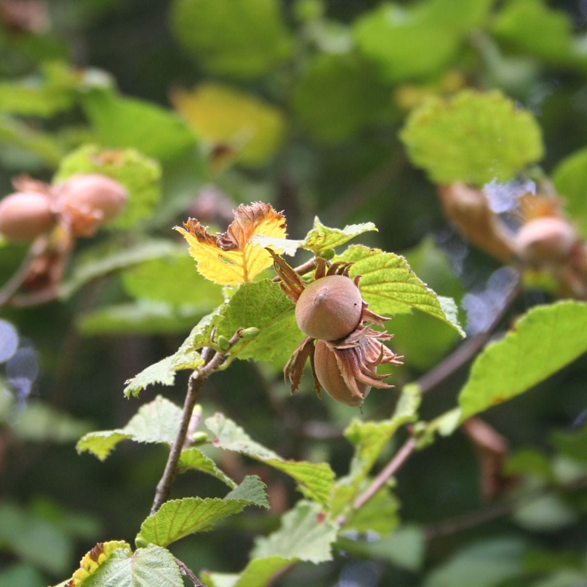 Cracking the Code of Hazelnut Tree Architecture