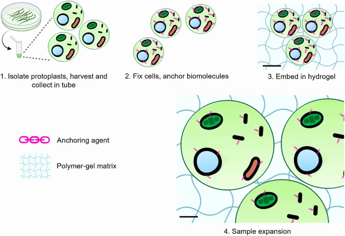 A diagram of the process.
1. Isolate protoplasts, harvest and collect in tube.
2. Fix cells, anchor biomolecules
3. Embed in hydrogel
4. Sample expansion 