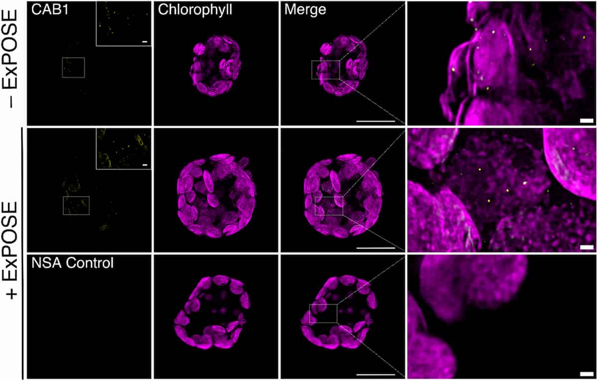 Sample cells under the microscope. I'm not a cell biologist, so sadly I can't really provide anything that would be a more helpful description.