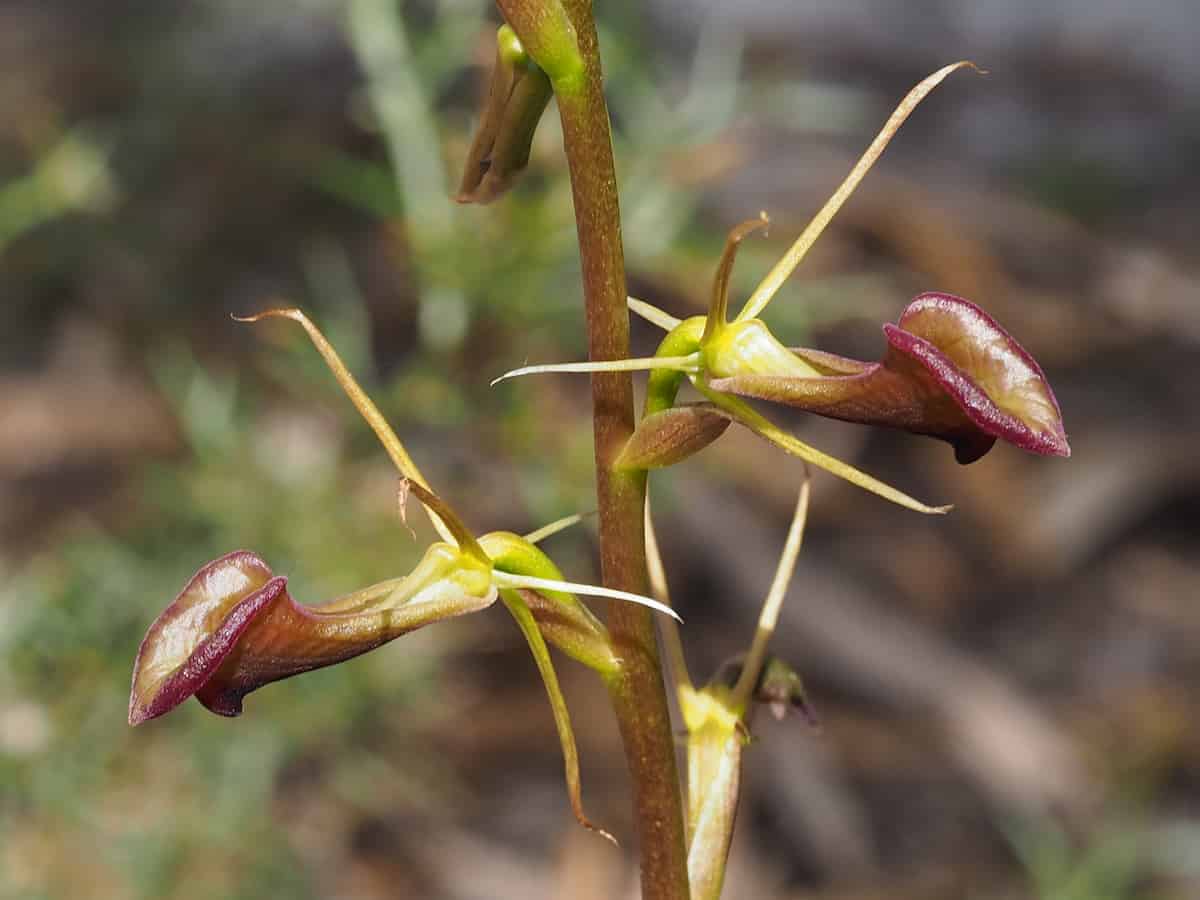 Two reddish-brown orchid flowers with elongated, insect-like petals clinging to a slender green stem. The flowers feature yellow-green centres and delicate, pointed extensions, set against a blurred natural background of earth tones.