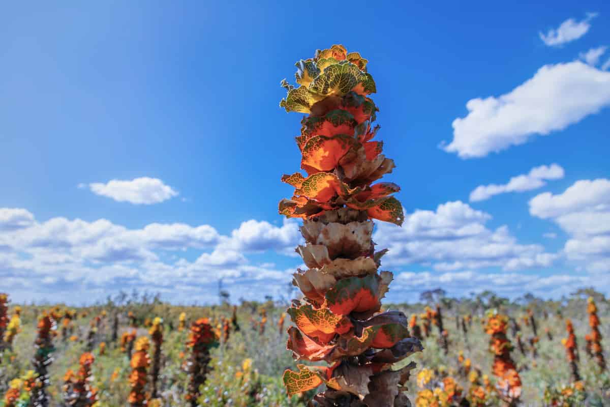 Hakea victoria (Royal Hakea) displaying its spectacular multi-colored foliage against a bright blue sky. The striking plant features distinctive orange, red, and green leaves arranged in a vertical column. Multiple Royal Hakea plants are visible across the Western Australian landscape, where this endemic species is commonly photographed and accurately identified by citizen scientists.