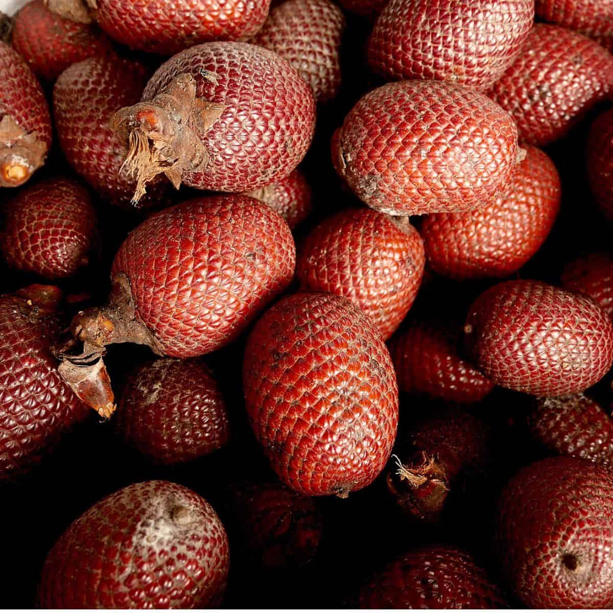How Buriti Seeds Survive Floods and Droughts