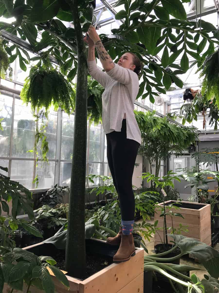 Why Pedigree Matters for the Survival of Endangered Plants Like Titan Arum