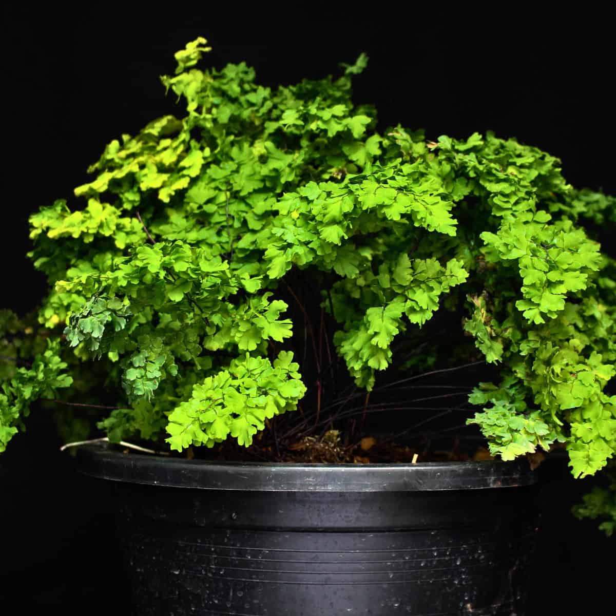 Fronds with Benefits