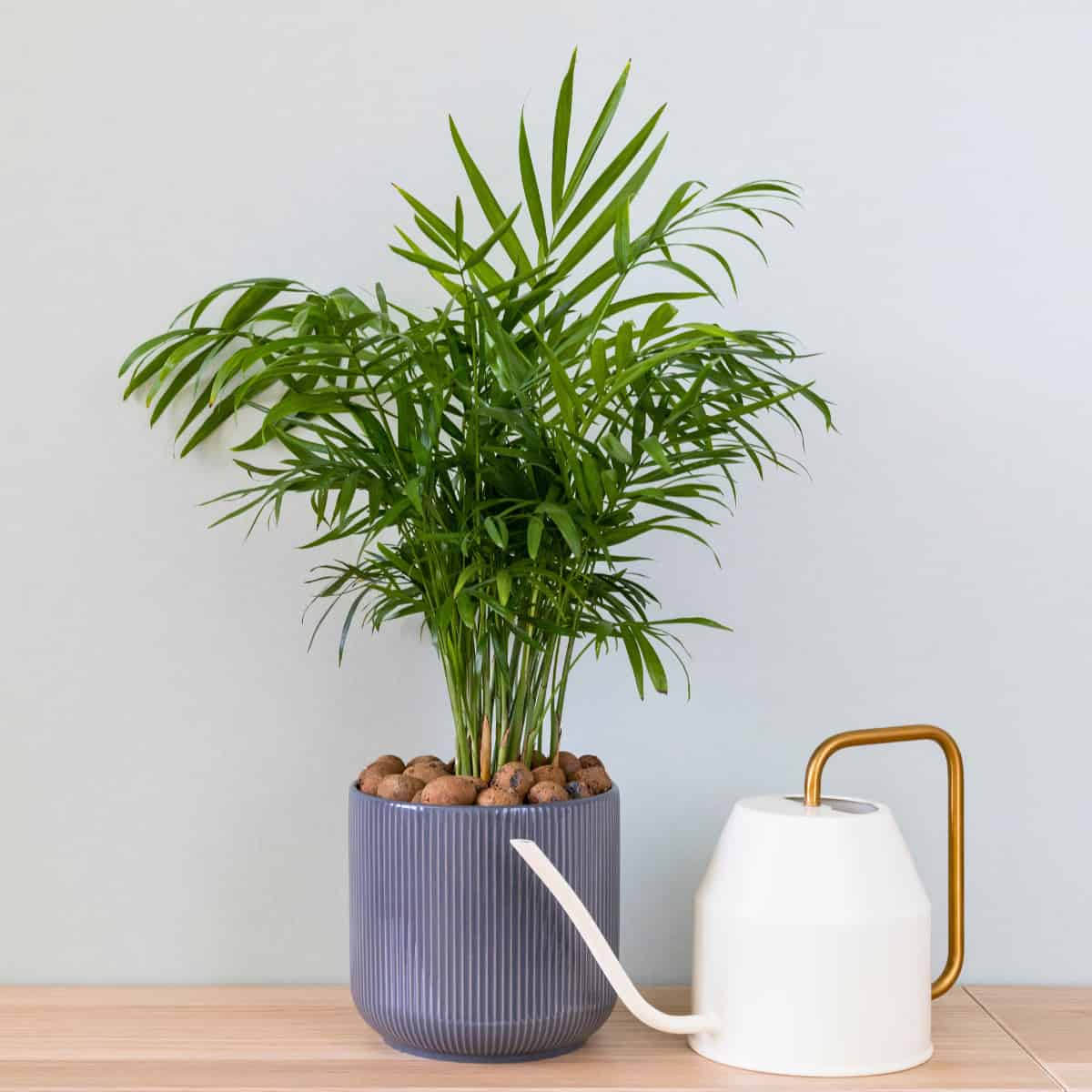 A Parloir Palm (Chamaedorea elegans) with long, narrow, pointed leaves growing in a stylish ribbed blue-gray pot with decorative stones on top of the soil. The plant represents the "Line" category from the Tokuhiro research, featuring elongated leaves with simpler structures and lower fractal dimensions. A minimalist white watering can with a brass handle sits beside the plant on a light wooden surface against a white wall.