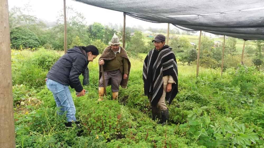 Three people work in a lush green agricultural field under a shade cloth canopy. On the left, a person in a dark jacket and jeans bends down to examine plants. In the center, someone wearing a wide-brimmed hat and brown clothing stands among the crops. On the right, a person wearing a traditional striped poncho and cap observes the fieldwork.