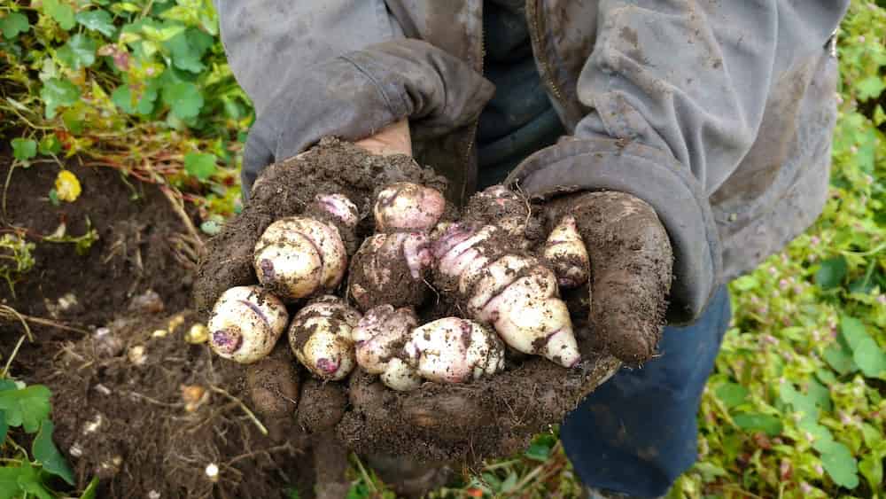 A farmer holds a handful of freshly harvested potatoes covered in rich, dark soil. The newly dug tubers display cream and white skin with purple markings, still dirt-covered from being pulled from the ground. 