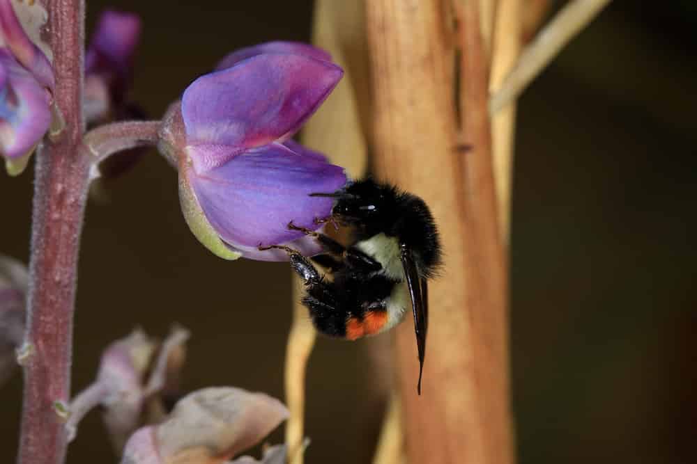A close-up photograph of a bumblebee visiting a purple flower. The bee has the characteristic black and yellow fuzzy body with a distinctive orange-red patch visible on its abdomen. It appears to be collecting pollen from a small purple flower with delicate petals. The flower is attached to a reddish-purple stem, and there are blurred plant materials in the background, creating a soft, natural bokeh effect. 