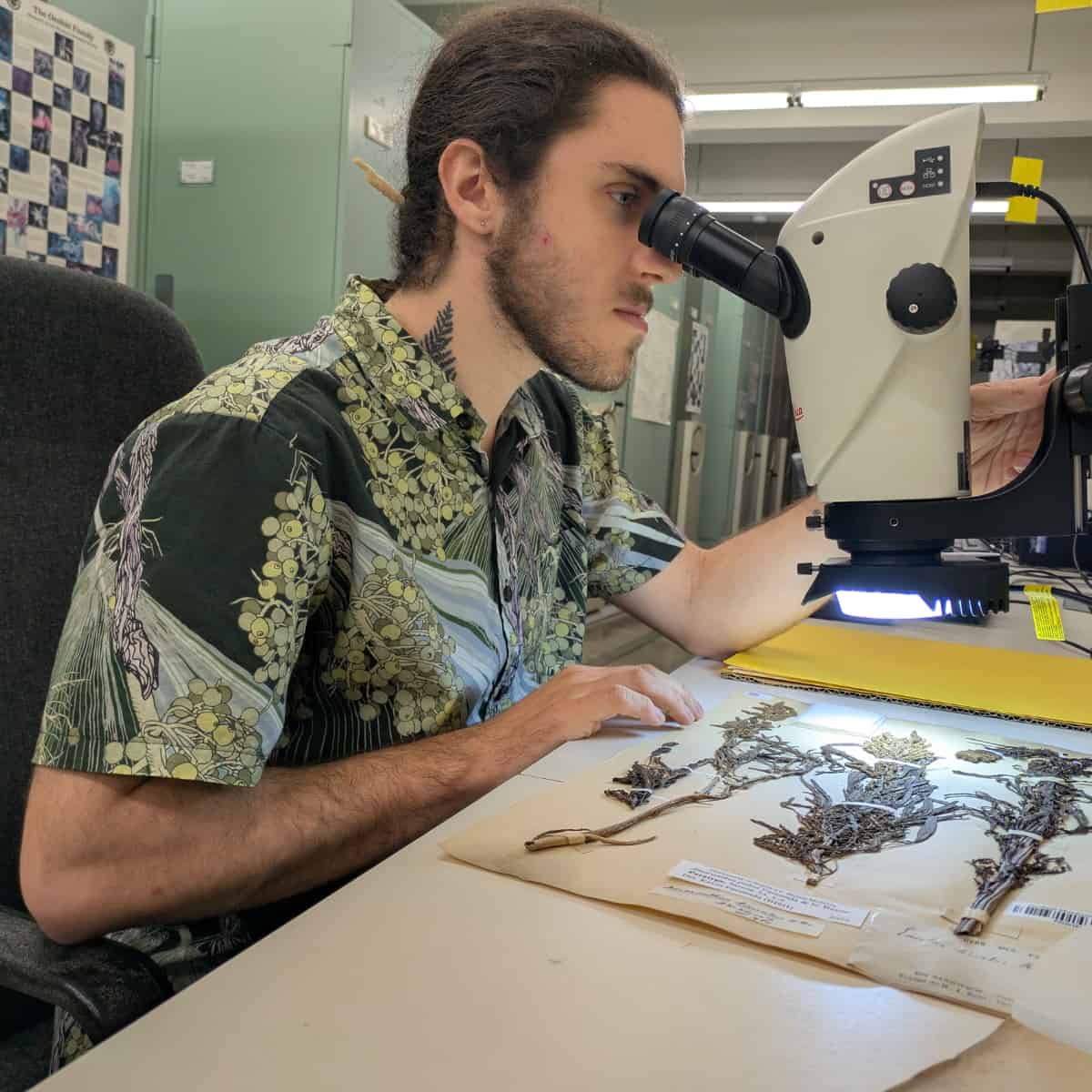 The re-discovery of an endemic Hawaiian plant in an unexpected spot