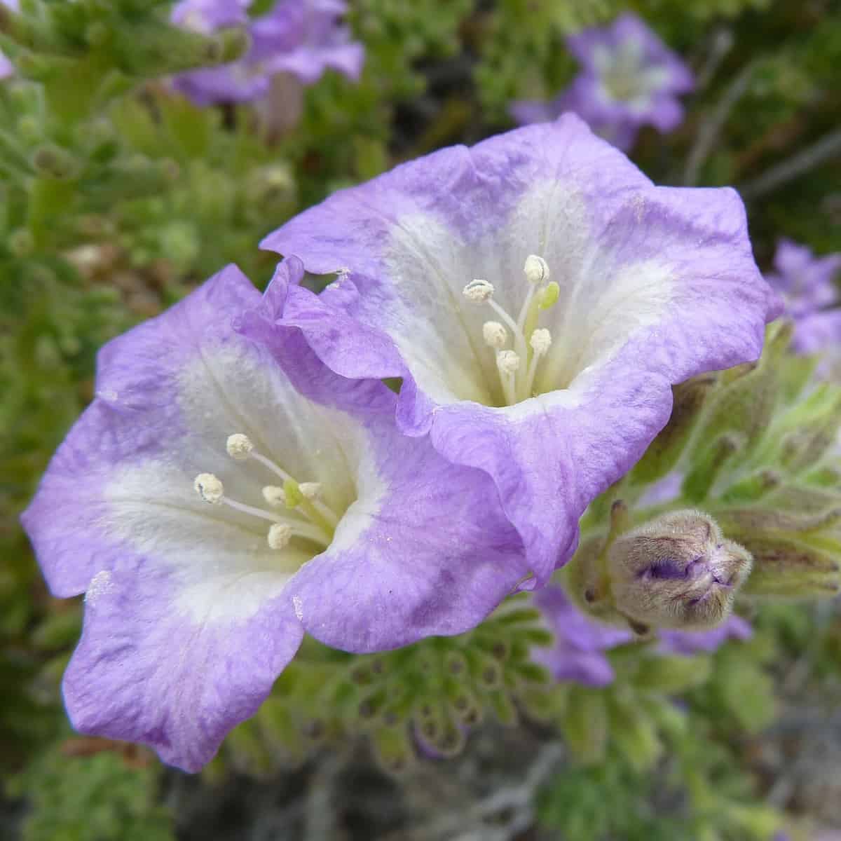 Scientists Bust the Myth of the Saltwater-Sipping Desert Shrub