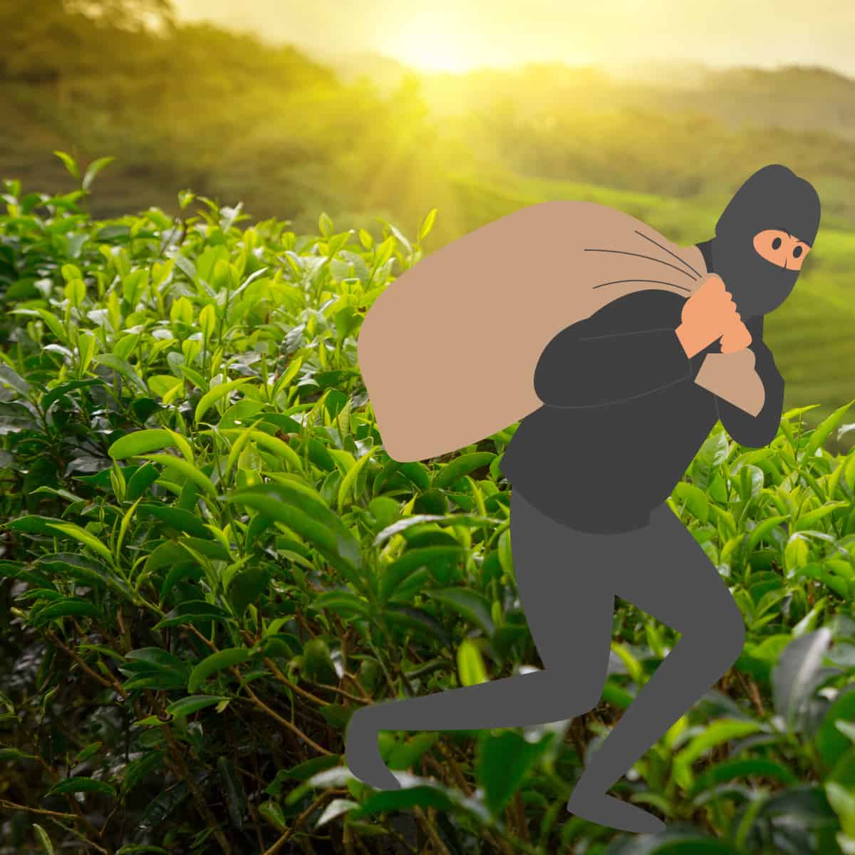 The Swindle That Left Tea With a Bitter Taste