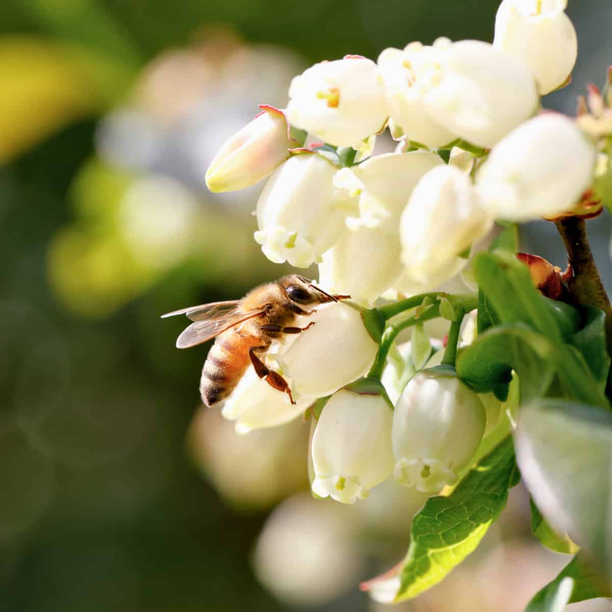 Mapping Microclimates Could Transform Pollinator Conservation