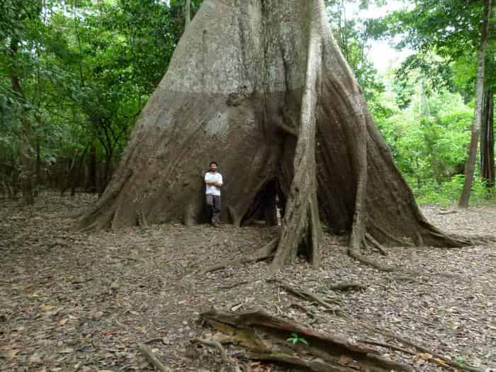 Massive buttress-rooted tree in Amazon floodplain forest with a person standing between the enormous triangular root buttresses for scale. The person, wearing light-colored clothing, demonstrates the impressive size of this flood-adapted rainforest giant surrounded by lush green vegetation.