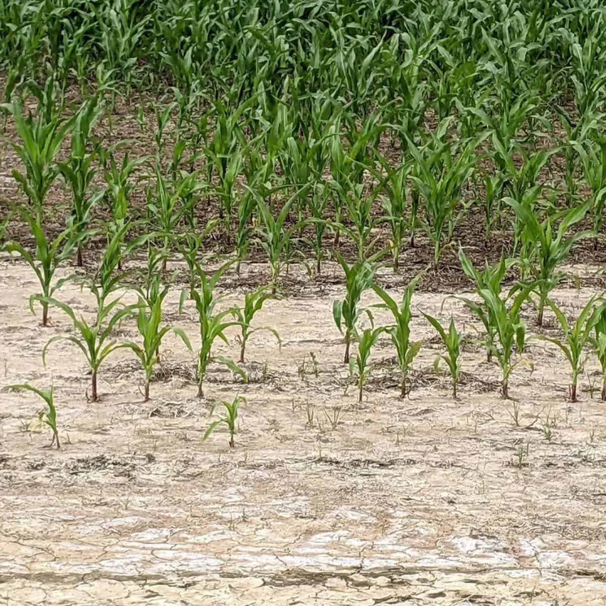 A Pathway to Salt-Tolerant Crops in a Changing Climate