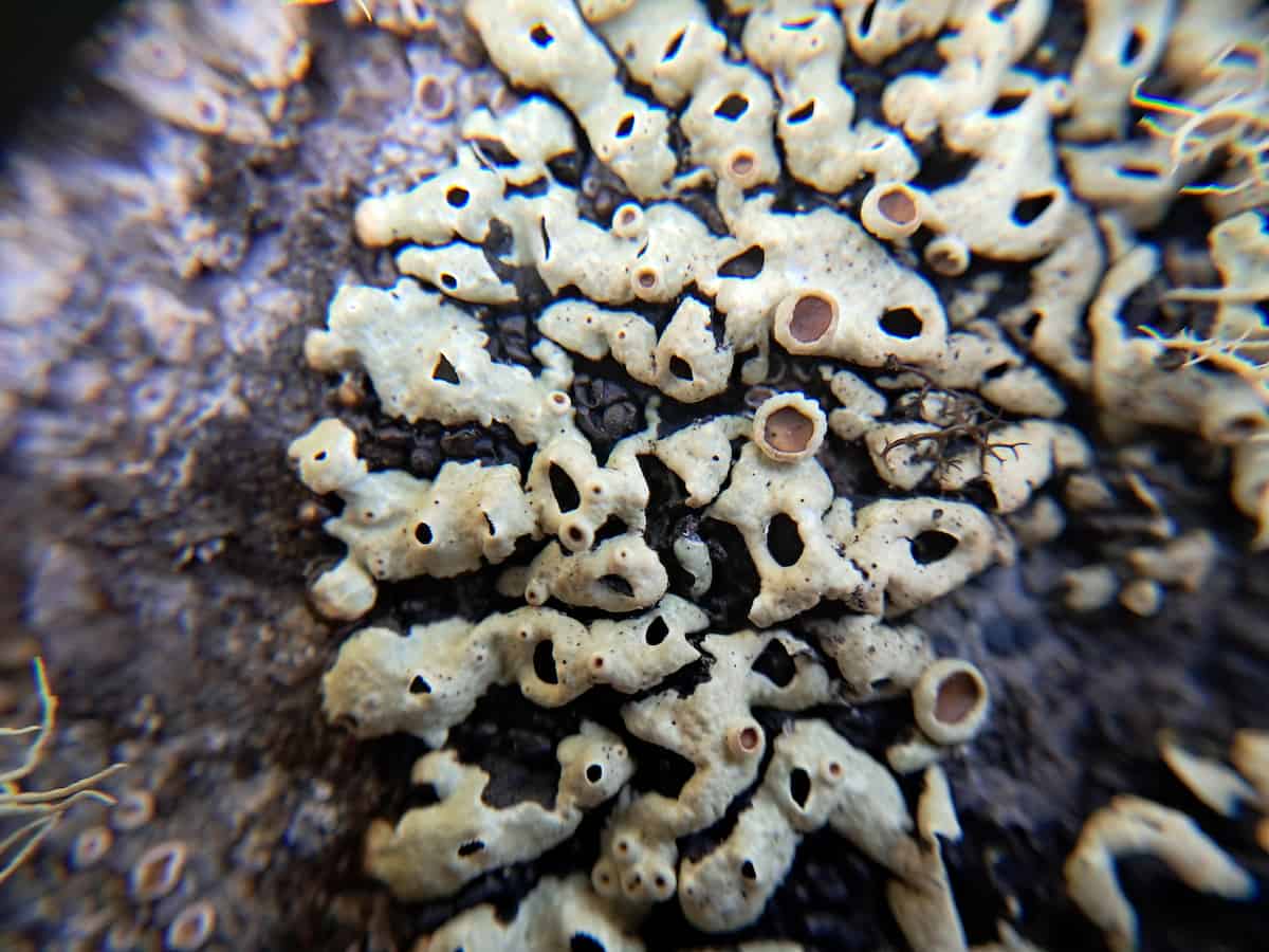 A close-up macro photograph of a Menegazzia lichen showing its characteristic pale, cream-colored hollow lobes with numerous dark circular perforations and openings that allow for gas exchange, demonstrating the specialized morphological adaptations that make this genus an excellent bioindicator for cold and humid environments.