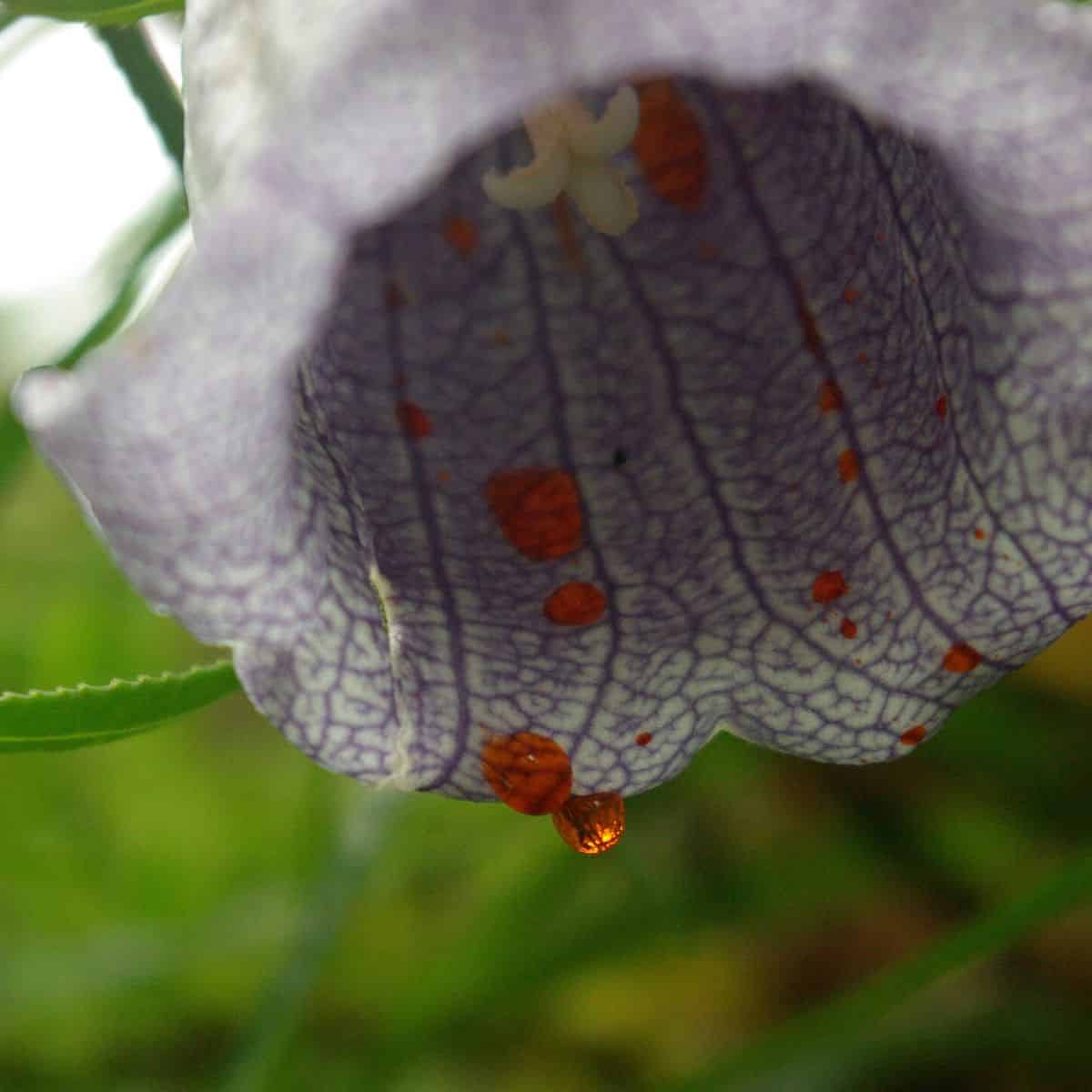 The Secret Life of Nectar: How Colour and Chemistry Shape Plant–Pollinator Relationships
